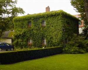 greener and healthier environment